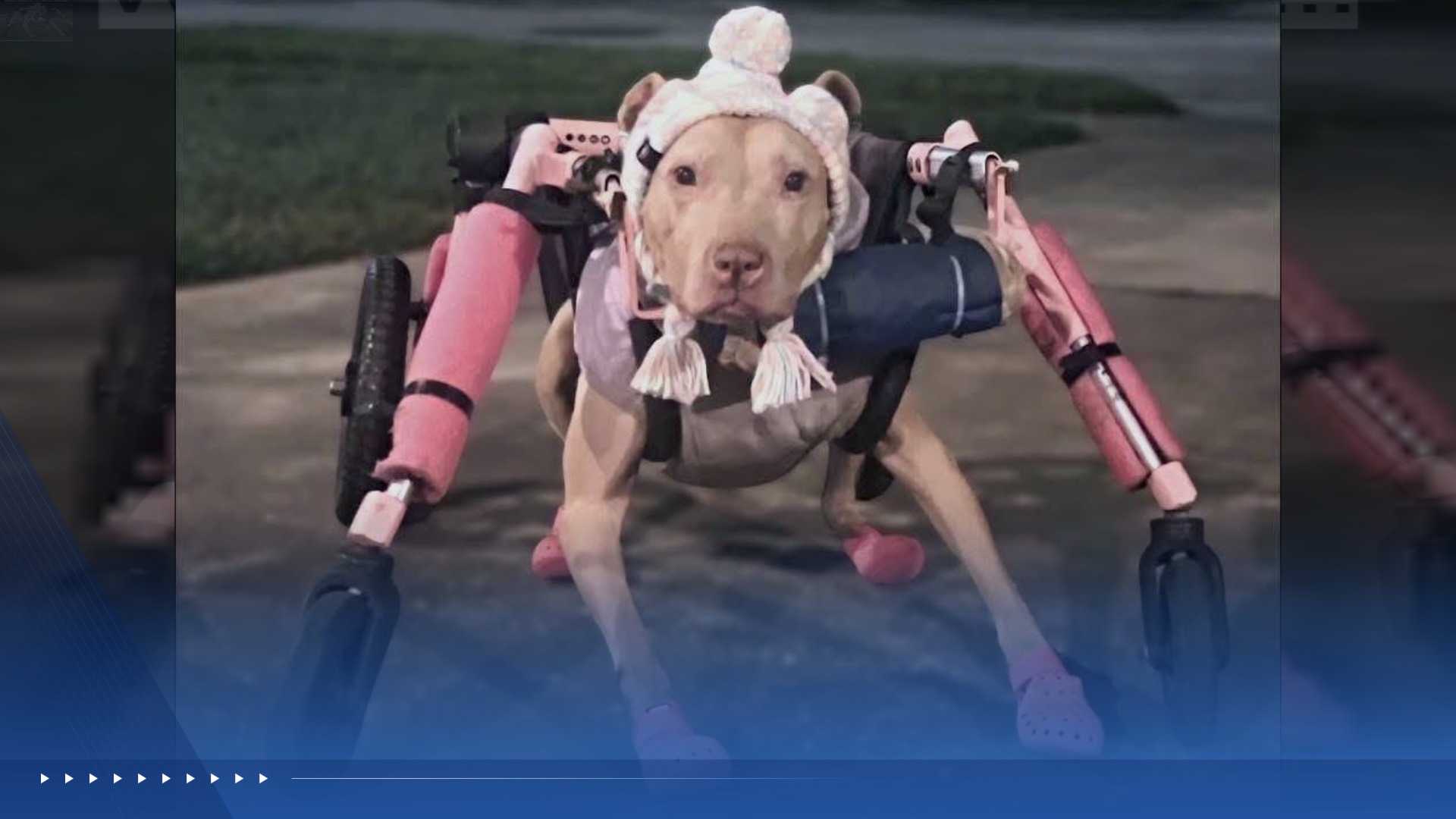 A dog's customized pink wheelchair worth $800 was stolen. An organization stepped in to replace it