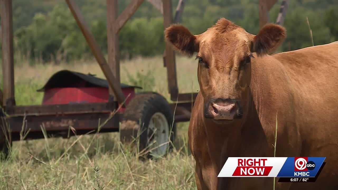 Kansas, Missouri cattle ranchers frustrated with Trump's beef import plan